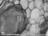 Камера для микроскопа ToupCam EXCCD00300KMA (ч/б) (TM800300A) 8