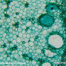 Камера для микроскопов ToupCam UHCCD05100KPA (TP705100A) - фото 6