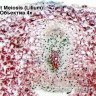 Камера для микроскопа ToupCam SCMOS00350KPA (TP500350A) - фото 5