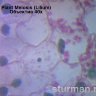 Камера для микроскопа ToupCam SCMOS01300KPA (TP501300A) - фото 7
