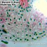 Камера для микроскопа ToupCam UCMOS01300KPA (TP601300A) - фото 9