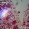 Камера для микроскопа ToupCam UCMOS03100KPA (TP603100A) - фото 9