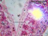 Камера для микроскопа ToupCam UCMOS05100KPA (TP605100A) Камера для микроскопа ToupCam UCMOS05100KPA (TP605100A) 9