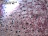 Камера для микроскопа ToupCam UCMOS08000KPB (TP608000B) Камера для микроскопа ToupCam UCMOS08000KPB (TP608000B) 9