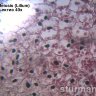 Камера для микроскопа ToupCam UCMOS08000KPB (TP608000B) - фото 9