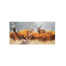 Цифровая камера Veber DigiView NB-01 12