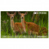 Цифровой прицел Veber DigitalHunt R32X3-24 FHD (30615) - фото 9